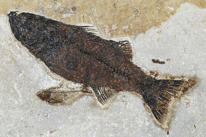 Fossil Fish (Mioplosus) With Diplomystus - Wyoming #179311